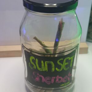 Sunset Sherbet mini