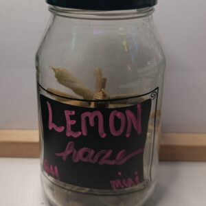 Lemon Haze mini